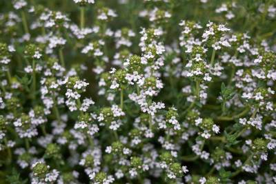 Tymián (Thymus vulgaris)