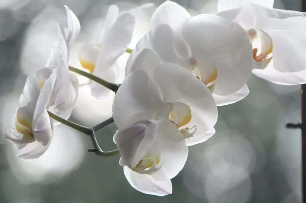 V lete dávam spolubývajúcim 1 LYŽIČKU tohto domáceho jedla: Už mi kvitne orchidea, stierka a maslík!